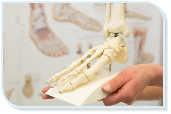 Eine Hand hält ein anatomisches Modell eines menschlichen Fußskeletts. Im unscharfen Hintergrund sind medizinische Diagramme von Füßen zu sehen.